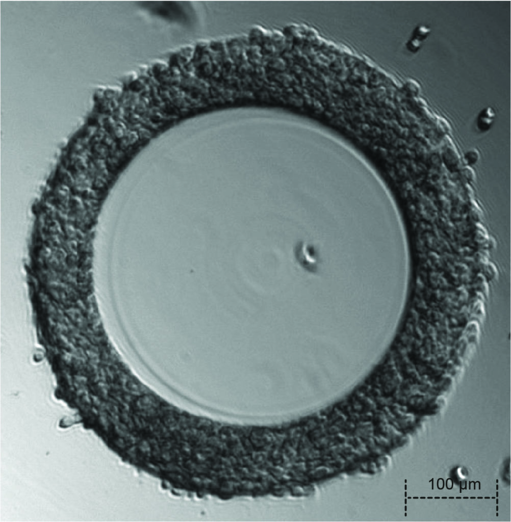 1669087710516025114.jpg MEFS-22-h_v2-1002x1024.jpg