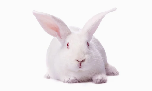 1715949111934019343.png 1711464071187255.png