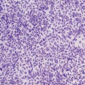 1716172902827099829.jpg 1710920548211184.jpg