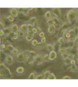 EB病毒转化的人B淋巴细胞；HH-01
