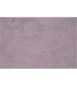 小鼠髋动脉内皮细胞；PIEC