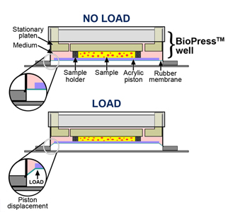 三维细胞组织压力加载培养原理图