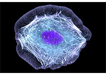 1531099018283752.jpeg 131.jpg