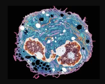 1532391896495138.png 免疫.png